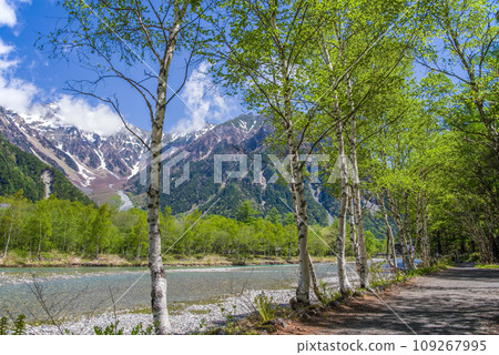 《Spectacular view of fresh greenery! Kamikochi in early summer》Promenade and white birch trees along the Azusa River 109267995