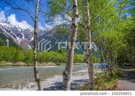 《Spectacular view of fresh greenery! Kamikochi in early summer》Promenade and white birch trees along the Azusa River 《Spectacular view of fresh greenery! Kamikochi in early summer》Promenade and white birch trees along the Azusa River 109268001