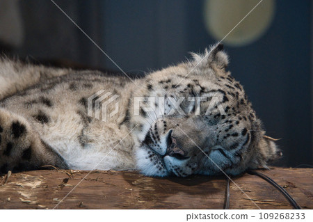 A snow leopard at Maruyama Zoo with a cute sleeping face lying down 109268233