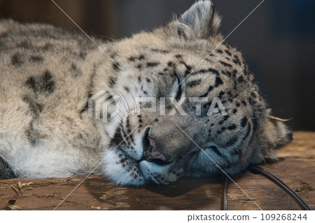 A snow leopard at Maruyama Zoo with a cute sleeping face lying down A snow leopard at Maruyama Zoo with a cute sleeping face lying down 109268244