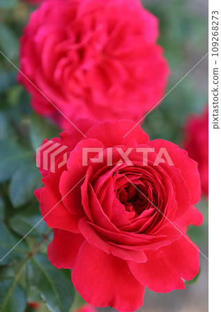 Roses of Kanayama general park Roses of Kanayama general park 109268273