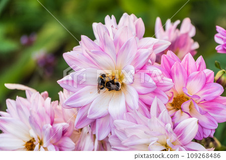 A bee collects nectar from pink dahlia flower in the garden in summer close-up. A bee collects nectar from pink dahlia flower in the garden in summer close-up. 109268486