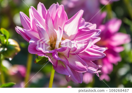Pink flowers dahlia pinnata collar mignon blooming in the garden. 109268487