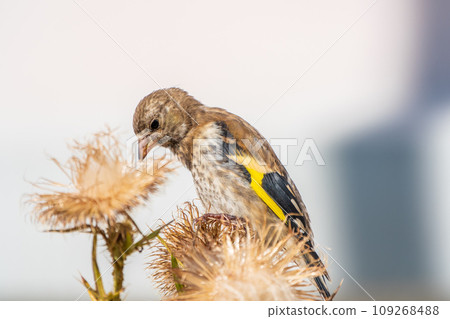 European goldfinch with juvenile plumage, feeding on the seeds of thistles. Carduelis carduelis. European goldfinch with juvenile plumage, feeding on the seeds of thistles. Carduelis carduelis. 109268488