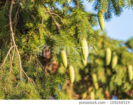 Green spruce branches with needles and cones in autumn. Green spruce branches with needles and cones in autumn. 109268524