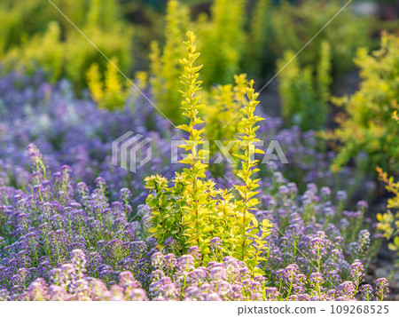 Verbena bonariensis flowers, Argentinian Vervain or Purpletop Vervain, Clustertop Vervain, Tall Verbena, Pretty Verbena, in garden Verbena bonariensis flowers, Argentinian Vervain or Purpletop Vervain, Clustertop Vervain, Tall Verbena, Pretty Verbena, in garden 109268525