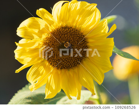 Close-up image of a bumblebee on a sunflower, flower pollen on a bee, no people, macro photography Close-up image of a bumblebee on a sunflower, flower pollen on a bee, no people, macro photography 109268526