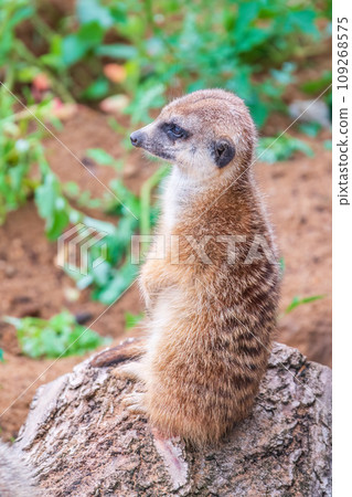 Meerkat, Suricata suricatta, on hind legs. Portrait of meerkat standing on hind legs with alert expression. Portrait of a funny meerkat sitting on its hind legs. 109268575