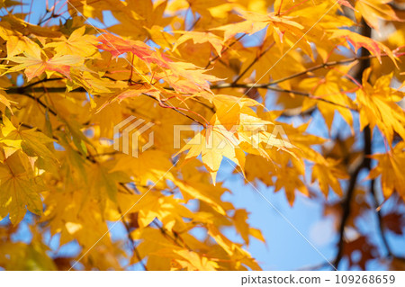 日本 美麗 楓葉 旅遊 背景 楓樹 Maple leaf メープルリーフ 紅葉 モミジ もみじ 日本 美麗 楓葉 旅遊 背景 楓樹 Maple leaf メープルリーフ 紅葉 モミジ もみじ 109268659