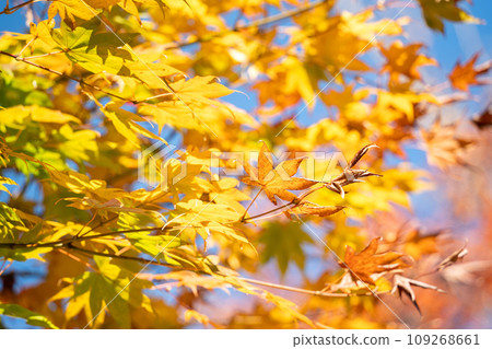 日本 美麗 楓葉 旅遊 背景 楓樹  Maple leaf メープルリーフ 紅葉 モミジ もみじ 109268661