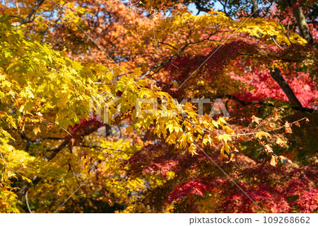 日本 美麗 楓葉 旅遊 背景 楓樹 Maple leaf メープルリーフ 紅葉 モミジ もみじ 日本 美麗 楓葉 旅遊 背景 楓樹 Maple leaf メープルリーフ 紅葉 モミジ もみじ 109268662