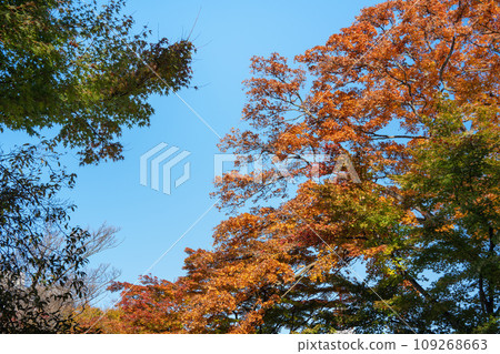 日本 美麗 楓葉 旅遊 背景 楓樹  Maple leaf メープルリーフ 紅葉 モミジ もみじ 109268663