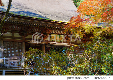 [Nara Prefecture] Muroji Temple, Uda City (Photo taken on November 21, 2023) 109268806