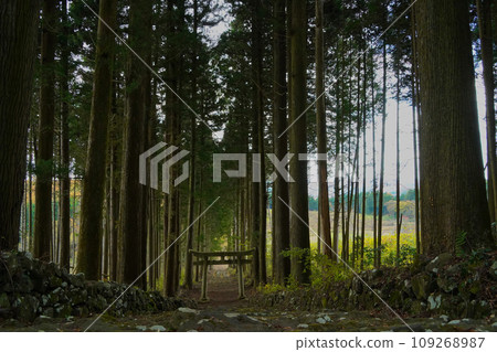 Path with cedar forest and torii gate Path with cedar forest and torii gate 109268987