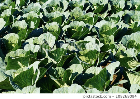 Cabbage field on a sunny day 109269094