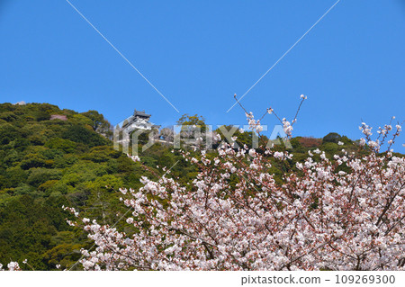 Spring cherry blossoms Iwakuni Castle Spring cherry blossoms Iwakuni Castle 109269300