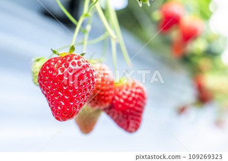 宮城縣山本市紅草莓水果之家草莓草莓採摘 109269323