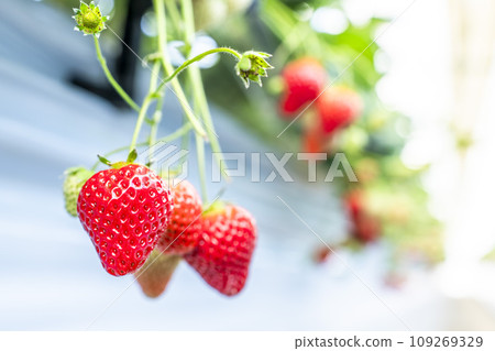 宮城縣山本市紅草莓水果之家草莓草莓採摘 宮城縣山本市紅草莓水果之家草莓草莓採摘 109269329