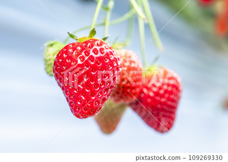 宮城縣山本市紅草莓水果之家草莓草莓採摘 宮城縣山本市紅草莓水果之家草莓草莓採摘 109269330