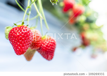 宮城縣山本市紅草莓水果之家草莓草莓採摘 宮城縣山本市紅草莓水果之家草莓草莓採摘 109269331