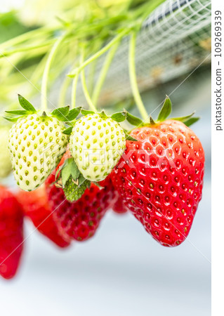 Red strawberry fruit House strawberry strawberry picking Yamamoto Town, Miyagi Prefecture Red strawberry fruit House strawberry strawberry picking Yamamoto Town, Miyagi Prefecture 109269339