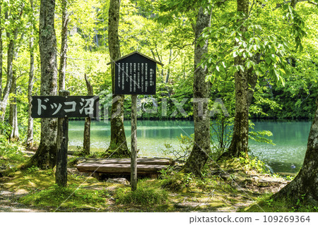 山形縣山形市初夏的獨港沼澤，清新的綠色風景 109269364
