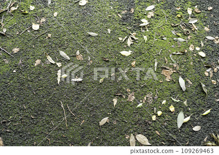 Concrete with moss and various fallen leaves Concrete with moss and various fallen leaves 109269463