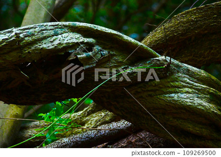 一棵奇怪的扭曲的樹纏繞著一棵樹 109269500