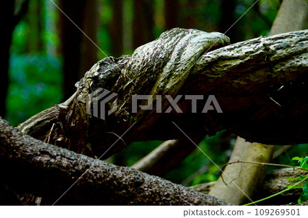 一棵奇怪的扭曲的樹纏繞著一棵樹 一棵奇怪的扭曲的樹纏繞著一棵樹 109269501