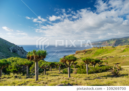 Dragon trees and green landscape on Ponta de Sao Lourenco Madeira Island 109269700