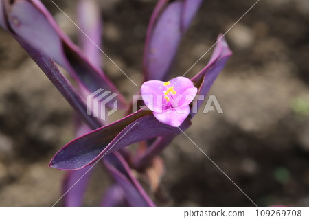 Purple palace flower with small pink flowers and purple leaves blooming in the autumn garden Purple palace flower with small pink flowers and purple leaves blooming in the autumn garden 109269708