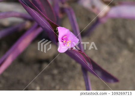 Purple palace flower with small pink flowers and purple leaves blooming in the autumn garden Purple palace flower with small pink flowers and purple leaves blooming in the autumn garden 109269713