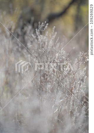 white flower, naginata incense white flower, naginata incense 109269829