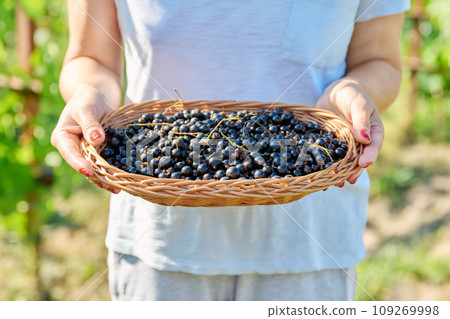 Close-up of basket with harvest of ripe blackcurrants in hands of woman in summer garden 109269998