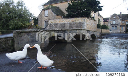 England Countryside Landscape Duck Love 109270180