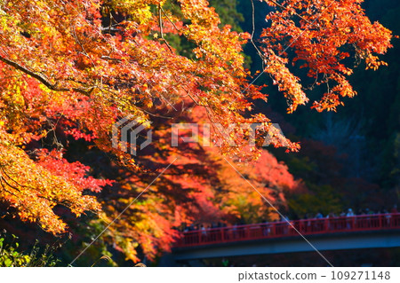Autumn leaves of Konami River Autumn leaves of Konami River 109271148