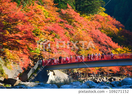 Autumn leaves of Konami River Autumn leaves of Konami River 109271152