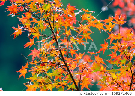 Autumn leaves of Konami River 109271406