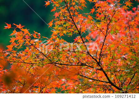 Autumn leaves of Konami River Autumn leaves of Konami River 109271412