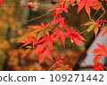 Japanese autumn leaves 109271442