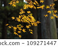 Japanese autumn leaves 109271447