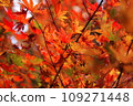 Japanese autumn leaves 109271448