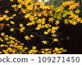 Japanese autumn leaves 109271450