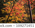 Japanese autumn leaves 109271451