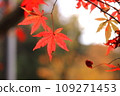 Japanese autumn leaves 109271453