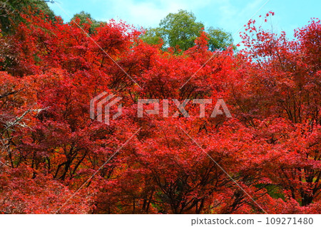 Autumn leaves of Konami River Autumn leaves of Konami River 109271480