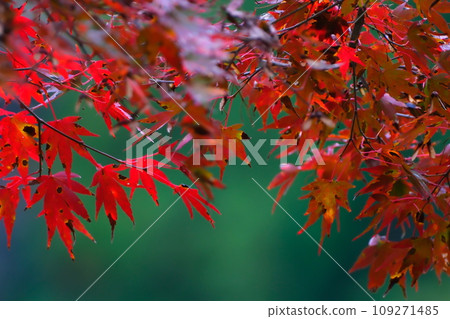 Autumn leaves of Konami River Autumn leaves of Konami River 109271485