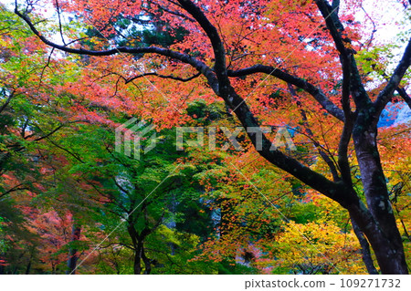 Autumn leaves of Konami River Autumn leaves of Konami River 109271732