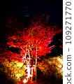 Autumn leaves lighted up 109271770