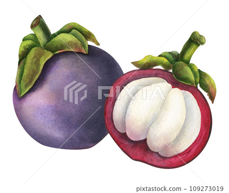 Mangosteen watercolor illustration. Hand drawn sketch of exotic tropical Fruit on isolated background. Drawing of asian food with garcinia and juicy slices. Sketch of mangostana for menu design. 109273019